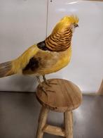 Opgezette goudfazant, Ophalen, Vogel, Opgezet dier
