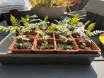 Tray met 12 Jacaranda zaailingen, Ophalen, Volle zon, Overige soorten, Minder dan 100 cm