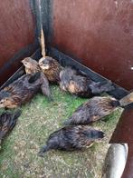 Antwerpse baardkriel haantjes, Dieren en Toebehoren, Mannelijk, Kip