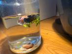 Te koop: 3 Betta vrouwen en 1 man vissen Blauw, Paars, Roze), Vis