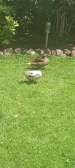 Pijlstaart Bahamas, Dieren en Toebehoren, Vogels | Overige Vogels, Meerdere dieren, Tropenvogel