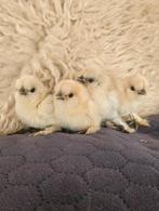 Usa zijdehoender kuikens, Dieren en Toebehoren, Geslacht onbekend, Kip