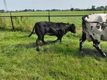 Super dikbil  vaars kalf 5 maanden  beschikbaar voor biedingen