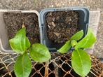 Camelia - Roze Bloemen, Tuin en Terras, Planten | Tuinplanten, Overige soorten, Vaste plant, Ophalen of Verzenden, Halfschaduw
