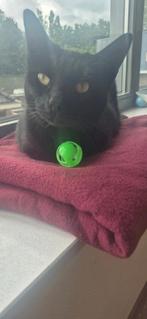 Lieve mara zoekt een knus huisje, Dieren en Toebehoren, Katten en Kittens | Overige Katten, Poes, Kortharig, 6 jaar of ouder