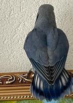 Lieve Jonge Gezonde Hand Tamme Agapornis Dwergpapegaai, Meerdere dieren, Dwergpapegaai of Agapornis, Tam