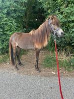 Appaloosa hengst, 0 tot 2 jaar, Hengst, A pony (tot 1.17m), Onbeleerd