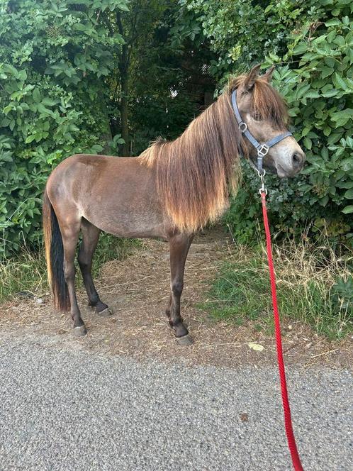 Appaloosa hengst, Dieren en Toebehoren, Pony's, Hengst, Onbeleerd, A pony (tot 1.17m), Recreatiepony, 0 tot 2 jaar, Met stamboom