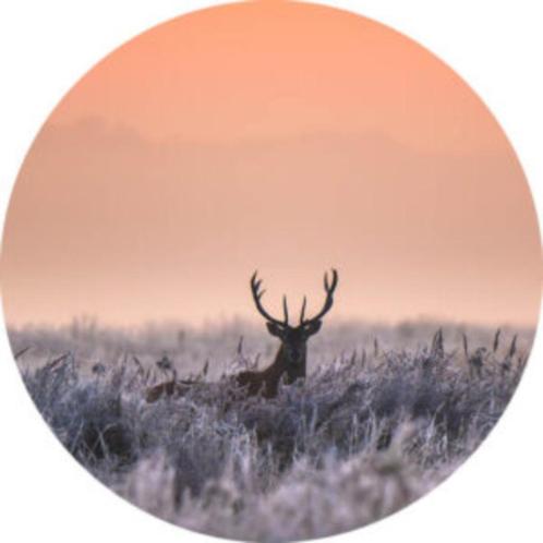 Muurcirkel hert zonsopgang, Huis en Inrichting, Woonaccessoires | Wanddecoraties, Nieuw, Ophalen of Verzenden