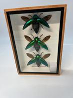 Opgezette insect Sternocera 3x  in houten lijst, Verzamelen, Ophalen of Verzenden