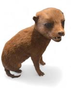 Opgezette Baby hyena, Ophalen of Verzenden, Nieuw, Opgezet dier