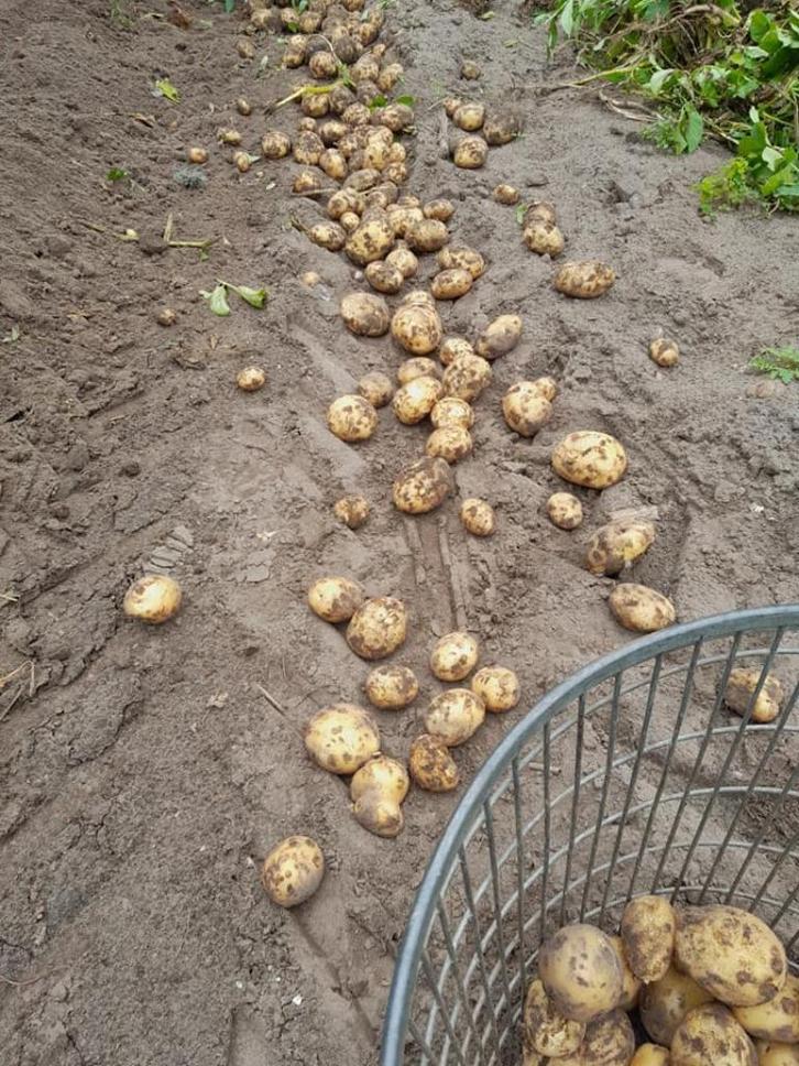 aardappelen, Diversen, Levensmiddelen, Ophalen