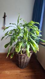 Grote groene kamerplant, Huis en Inrichting, Kamerplanten, Ophalen, Halfschaduw, 100 tot 150 cm