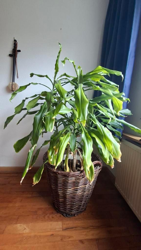 Grote groene kamerplant, Huis en Inrichting, Kamerplanten, 100 tot 150 cm, Halfschaduw, Ophalen