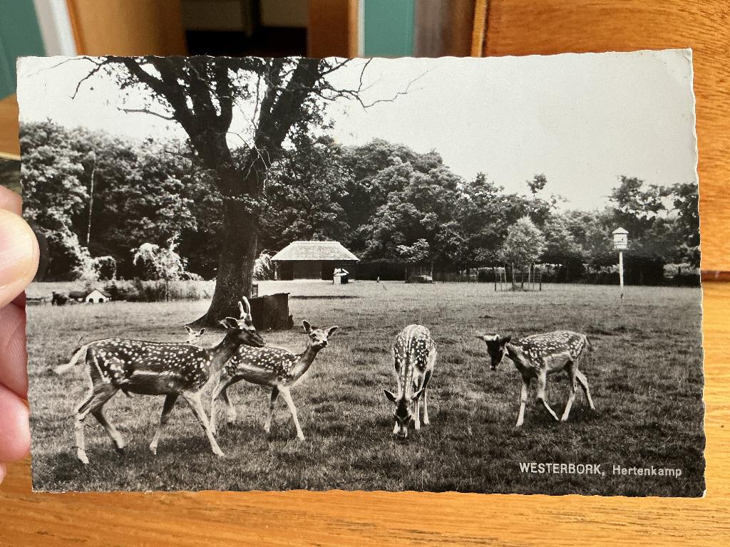 Hertenkamp Westerbork, Ophalen of Verzenden, 1960 tot 1980, Gelopen, Drenthe