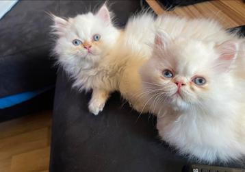 Lieve perzische kittens klaar voor een nieuw thuis beschikbaar voor biedingen