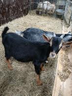 Black en tan dwerg dekbok, Dieren en Toebehoren, Schapen, Geiten en Varkens, Mannelijk, Geit