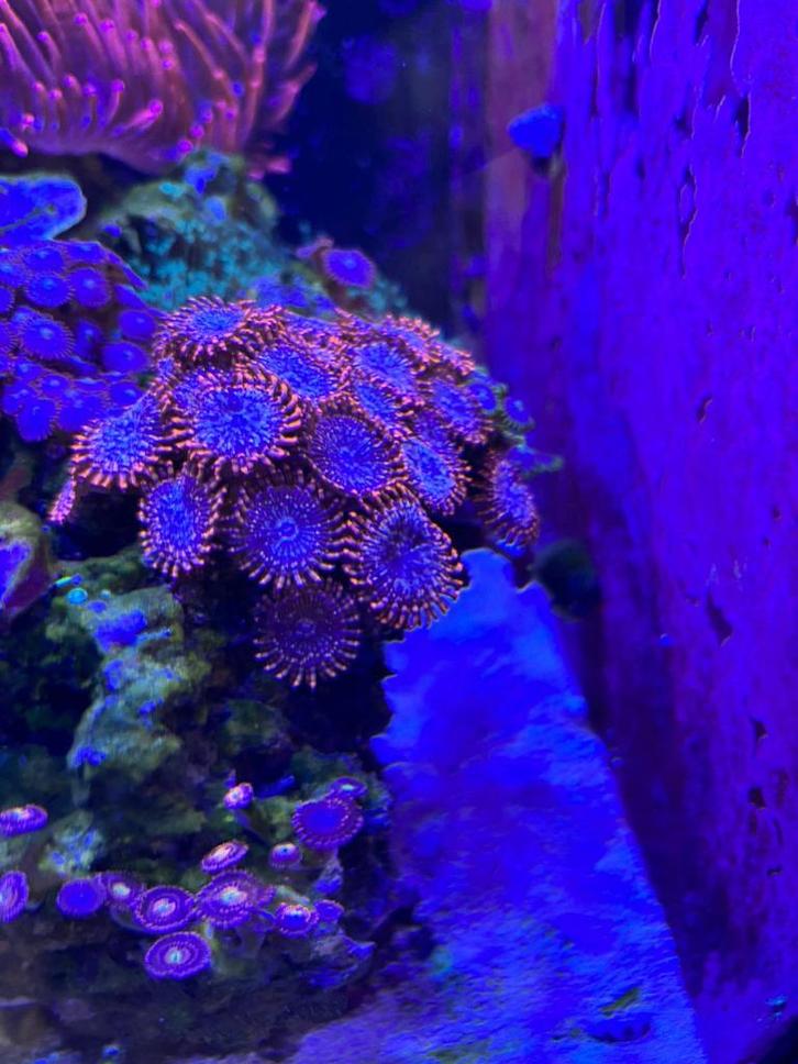 koraal stekken – Montipora , Sinularia , buttons, Dieren en Toebehoren, Vissen | Aquariumvissen, Zoutwatervis, Overige typen