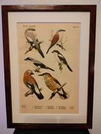 Litho Floericke Gaai Klapekster Klauwier 1922, Ophalen of Verzenden