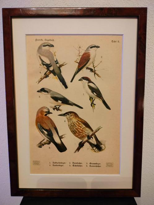 Litho Floericke Gaai Klapekster Klauwier 1922, Antiek en Kunst, Kunst | Litho's en Zeefdrukken, Ophalen of Verzenden