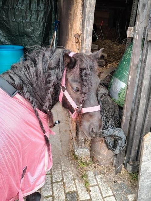 Shetlander zoekt lieve verzorger/ster, Dieren en Toebehoren, Stalling en Weidegang