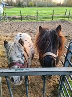 Twee shetlanders, Dieren en Toebehoren, Pony's, Ruin, A pony (tot 1.17m), Recreatiepony, 7 tot 10 jaar