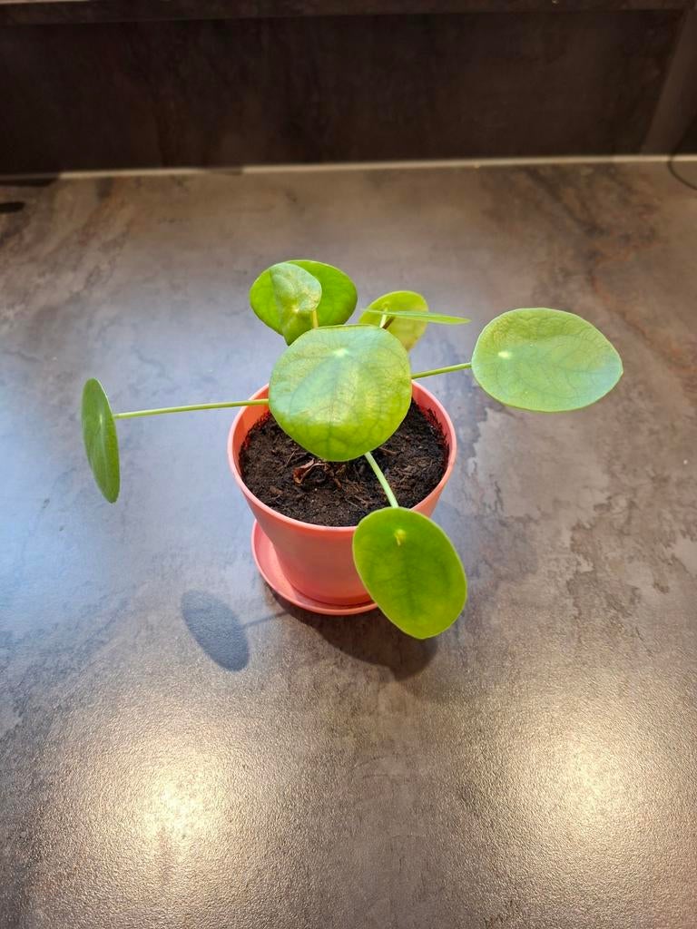 Pannenkoekenplant - Pilea Peperomioides, Huis en Inrichting, Kamerplanten, Ophalen, In pot, Halfschaduw, Minder dan 100 cm