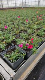 Phlox Subulata - Vaste plant - 9cm pot - winterhard, Ophalen of Verzenden, Vaste plant, Overige soorten, Volle zon