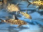 Synodontus multipuntatus 7-8 cm, Dieren en Toebehoren, Vissen | Aquariumvissen