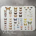 Vintage schoolplaat vlinders karton, British butterfly chart, Antiek en Kunst, Antiek | Schoolplaten, Ophalen, Natuur en Biologie