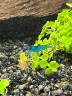Blauwe neocaridina garnalen, Dieren en Toebehoren, Kreeft, Krab of Garnaal