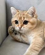 Brits/Britse korthaar kittens jongen en meisje met stamboom, Dieren en Toebehoren, Katten en Kittens | Raskatten | Korthaar, Meerdere dieren