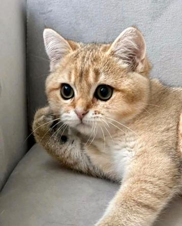 Brits/Britse korthaar kittens jongen en meisje met stamboom  beschikbaar voor biedingen