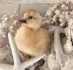 Klein eendje taxidermy, Verzamelen, Ophalen of Verzenden, Beeldje of Figuurtje