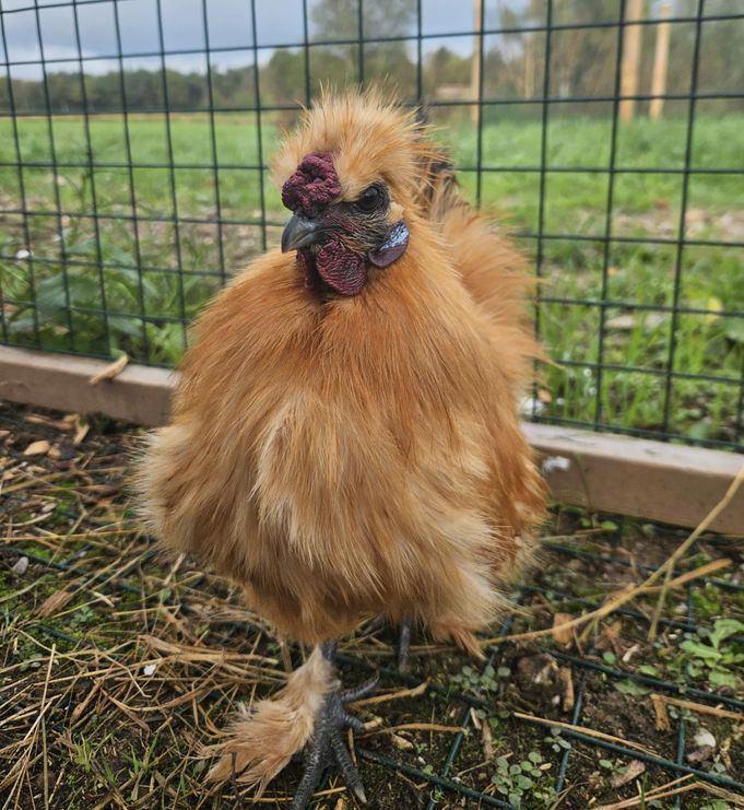 Wijting zoekt een huisje! (haan - zijdehoen kriel), Dieren en Toebehoren, Pluimvee, Kip, Mannelijk