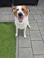 Berghond/bordercollie teef, 15 weken tot 1 jaar, Teef, Groot, Eén hond