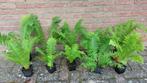 Schaduwplanten hosta hartlelie, varens, vinca maagdenpalm, Ophalen, Vaste plant, Halfschaduw