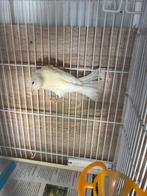 kanarie is ongeveer drie maanden oud., Dieren en Toebehoren, Vogels | Kanaries, Mannelijk, Zangkanarie