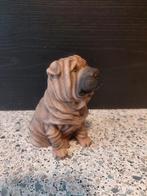 Sharpei, Ophalen of Verzenden, Dier