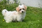 Maltipoo pups prachtige kleuren, Rabiës (hondsdolheid), 15 weken tot 1 jaar, Buitenland, Meerdere