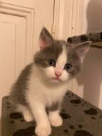 Britse korthaar kittens, Geslacht onbekend, Ontwormd, 0 tot 2 jaar