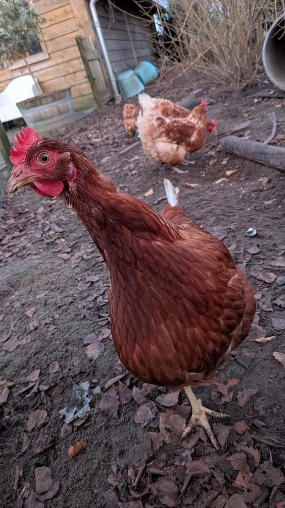 Kippen, Dieren en Toebehoren, Pluimvee, Kip, Vrouwelijk
