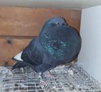 Gaditano kroppers doffers, Meerdere dieren, Kropper