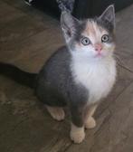 Kruising Britse kittens, Dieren en Toebehoren, Meerdere dieren, Ontwormd, 0 tot 2 jaar