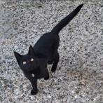 Zwarte boerderij kitten, Dieren en Toebehoren, Katten en Kittens | Overige Katten, Meerdere dieren, Kortharig, 0 tot 2 jaar