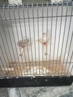 Koppel pastel x Isabel zebravinken, Meerdere dieren