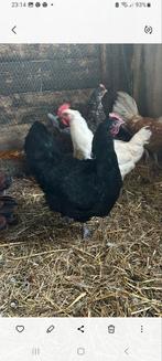 Australorp en Poule de Bresse, Dieren en Toebehoren, Pluimvee, Vrouwelijk, Kip