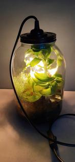 Lamp waar je n plantje oid in kunt doen., Ophalen, Zo goed als nieuw, Glas, Minder dan 50 cm