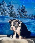 Raszuiver Gloed mooi Boston Terriër Pup Reutje !, Dieren en Toebehoren, Honden | Bulldogs, Pinschers en Molossers, Rabiës (hondsdolheid)