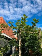 Dakplataan, Tuin en Terras, Planten | Bomen, Ophalen, Volle zon, Overige soorten